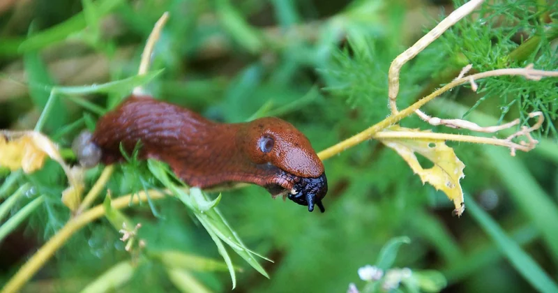 Wenn der Slime klebt oder bröselt: So retten Sie die Masse
