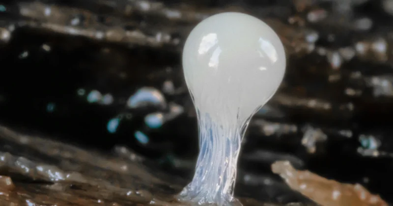 Fluffy Slime selber machen: Der Unterschied liegt im Schaum