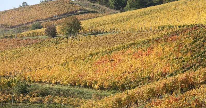 Der Weinberg: das Detail, das kaum jemand kennt