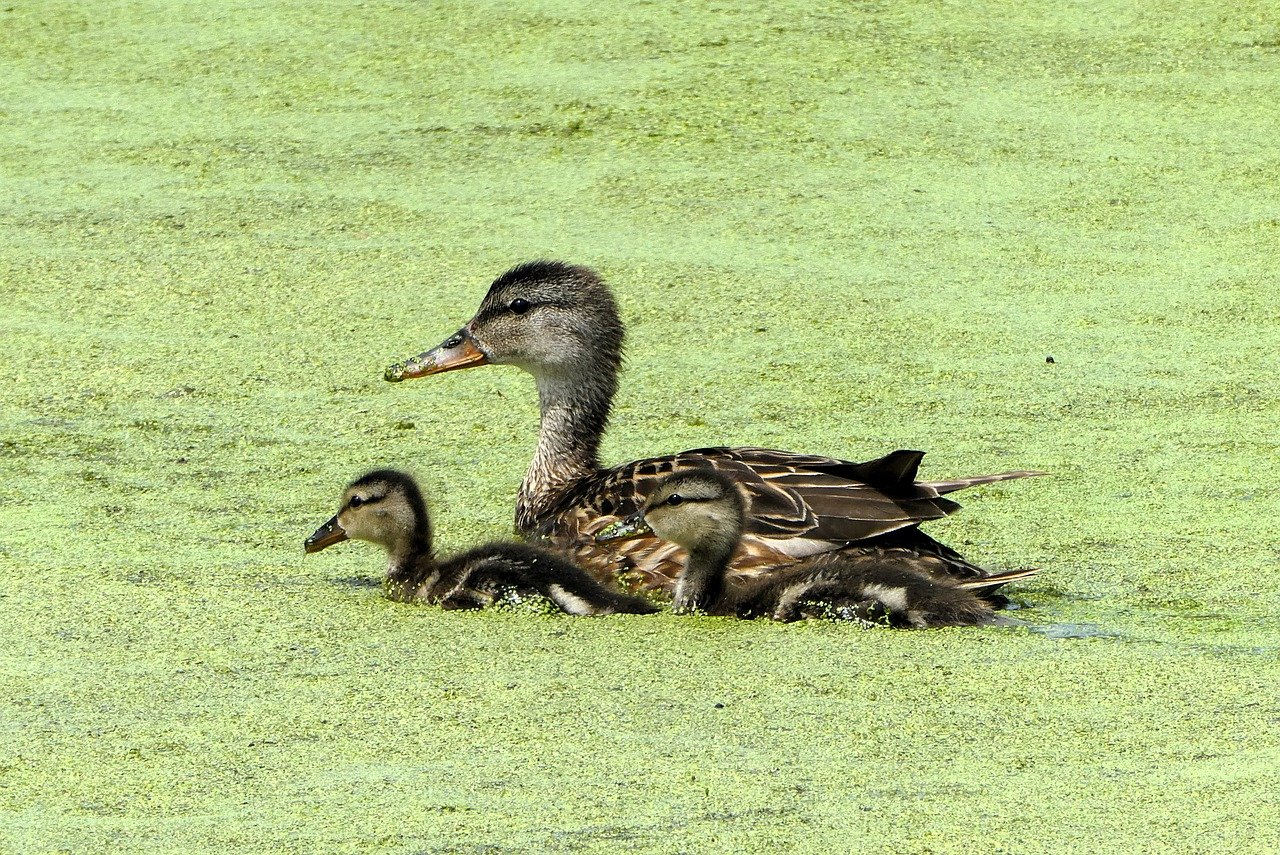 ein umfassender leitfaden für eltern, der praktische tipps und ratschläge zur erziehung und förderung von kindern aller altersstufen bietet.