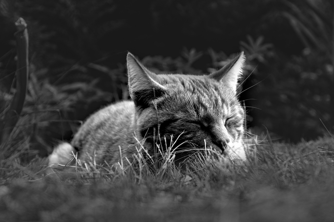 erfahren sie, wie sie ihren schlafrhythmus optimieren k&ouml;nnen, um erholsamen schlaf und mehr energie im alltag zu genie&szlig;en.